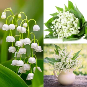Lily of The Valley Bulbs - 10 White Fragrant Flower Roots Perennial Plants