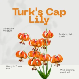 Turk's Cap Lily Roots - 5 Tiger Lily Bulbs - Vibrant Orange Flowering Garden Plants
