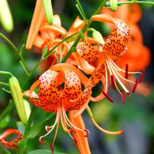 Turks Cap Lily Bulbs - Perennial Tiger Lilies - Garden Borders - Hardy Plants