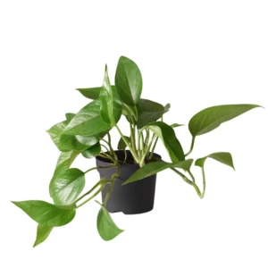 Pothos Plant Live 4'' Pot - Indoor Houseplant Trailing Vine