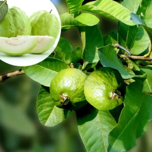 Guava Plant Live Seedling - 4-8 Inch Sweet Tropical Guava Fruit Tree