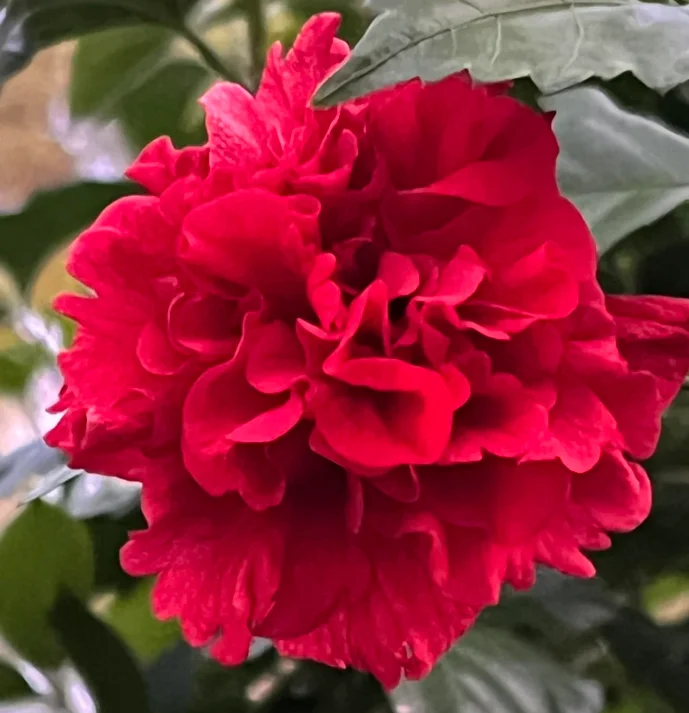 Rose of Sharon Plant Live Althea Hibiscus Bush 6-13" Tall Flowering Plant