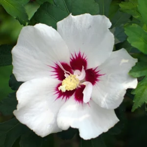 Rose of Sharon Plant Live Althea Hibiscus Bush 6-13
