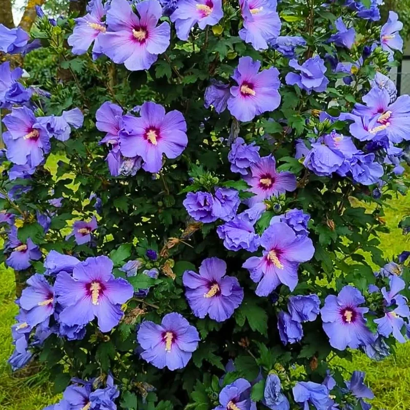 Rose of Sharon Plant Live Althea Hibiscus Bush 6-13" Tall Flowering Plant