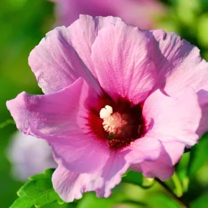 Rose of Sharon Plant Live Althea Hibiscus Bush 6-13