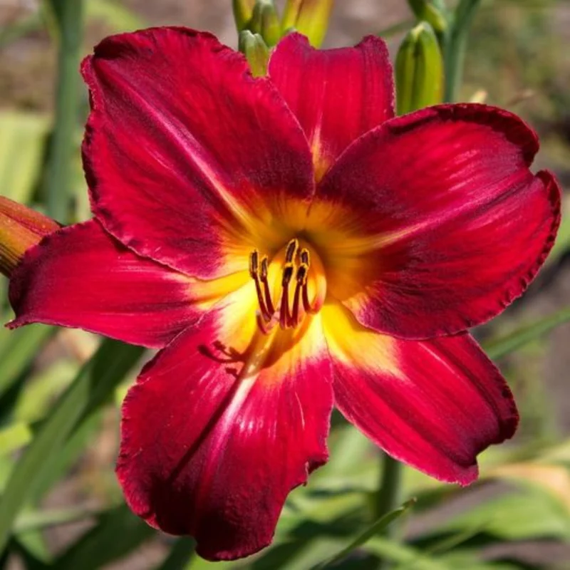 Daylily Bulbs Pack - Reblooming Perennial Flowers for Garden Borders