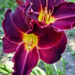 Daylily Bulbs Pack - Reblooming Perennial Flowers for Garden Borders