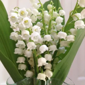 Fragrant Lily of the Valley Bulbs - 10 Pack - Spring Flowers for Shade Gardens