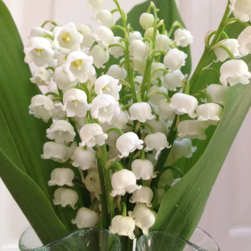 Fragrant Lily of the Valley Bulbs - 10 Pack - Spring Flowers for Shade Gardens