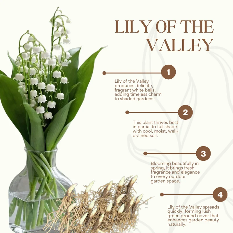 Fragrant Lily of the Valley Bulbs - 10 Pack - Spring Flowers for Shade Gardens