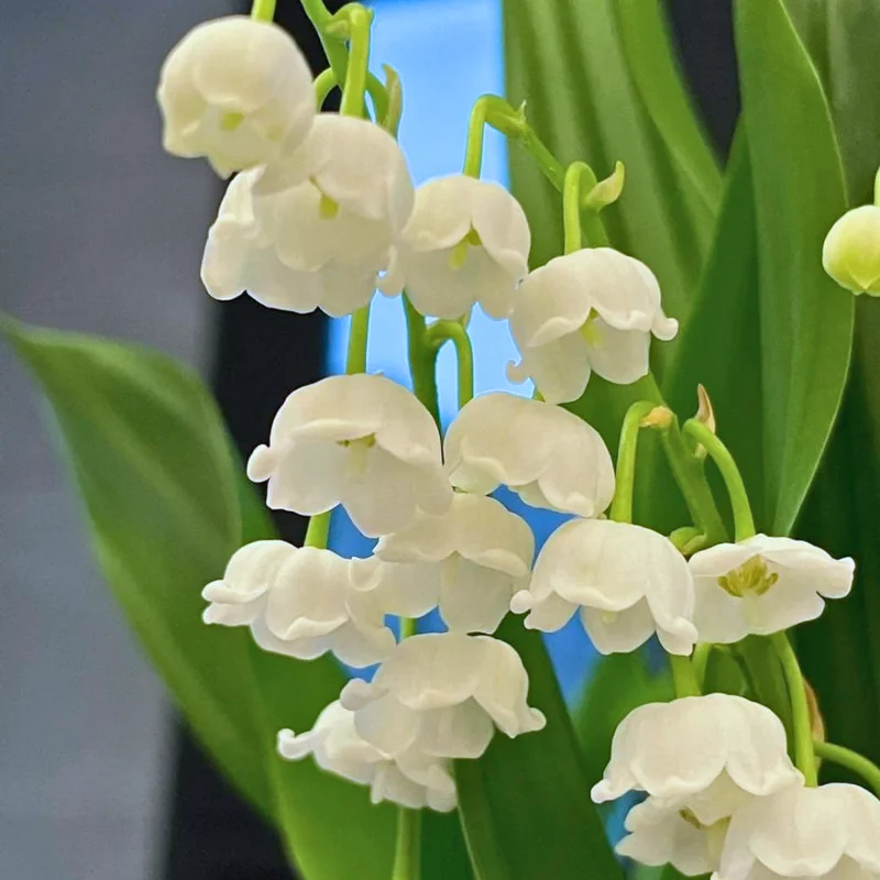 Fragrant Lily of the Valley Bulbs - 10 Pack - Spring Flowers for Shade Gardens