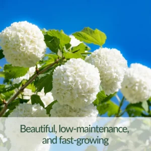 White Blooming Shrub Live Plant 4 Inch Pot Outdoor