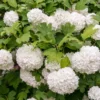 White Blooming Shrub Live Plant 4 Inch Pot Outdoor