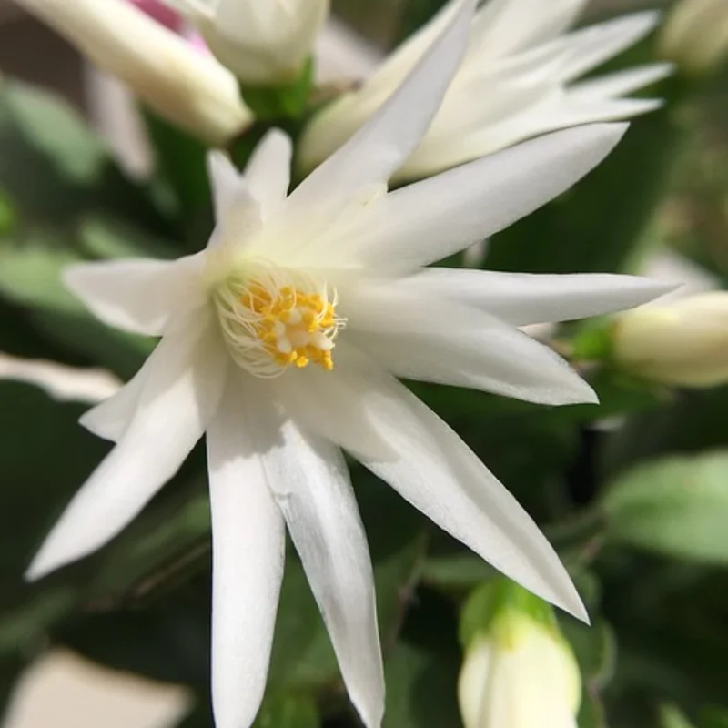 Easter Cactus Plant Live 4-7 Inches - Spring Blooms Indoor Planting