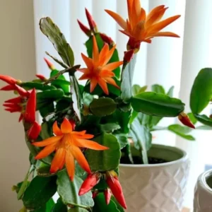 Easter Cactus Plant Live 4-7 Inches - Spring Blooms Indoor Planting