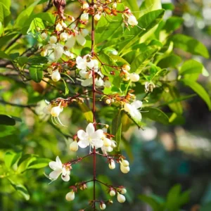 Clerodendrum Wallichii Plants Live Chains of Glory Vine Light Bulbs Plant