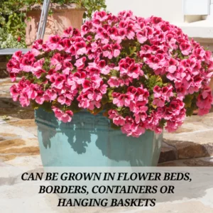 Geranium Plants Live - Hardy Perennial Flowers - Vibrant Blooms - Indoor/Outdoor