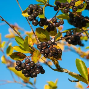 Chokeberry Tree Live Plant - Black Aronia Berry Plant - Edible Berry Tree - 6-12 Inches