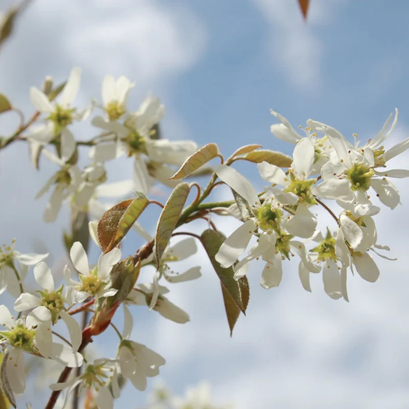 Serviceberry Tree Live Plant - Quart Pot, Purple Serviceberry, Hardy Fruit Tree 6-12 Inch