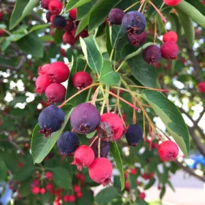 Serviceberry Tree Live Plant - Quart Pot, Purple Serviceberry, Hardy Fruit Tree 6-12 Inch