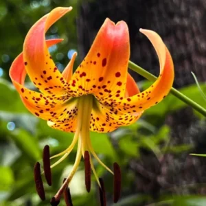 Turk's Cap Lily Bulbs - 10 Orange Tiger Lilies for Planting - Hardy Perennial Flowers