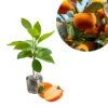 Persimmon Tree Plant Live - Sweet Fruit Tree - 6-12 Inches - Hardy Planting Tree