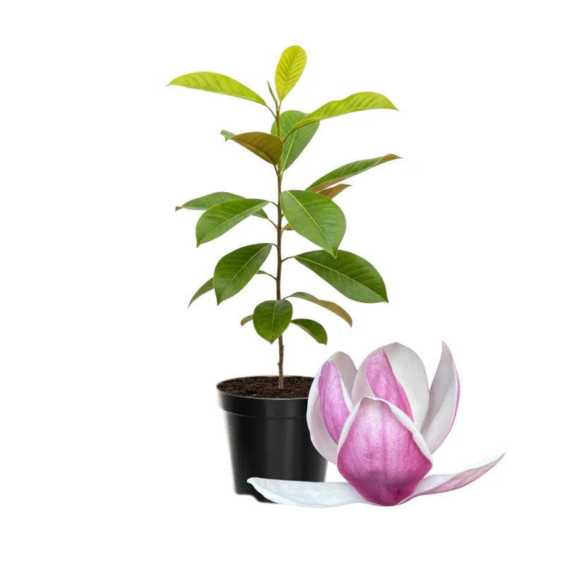 Magnolia Tree Live Plant - 4-8 Inches, Fragrant Blooms, Perennial Flowers Ready to Grow