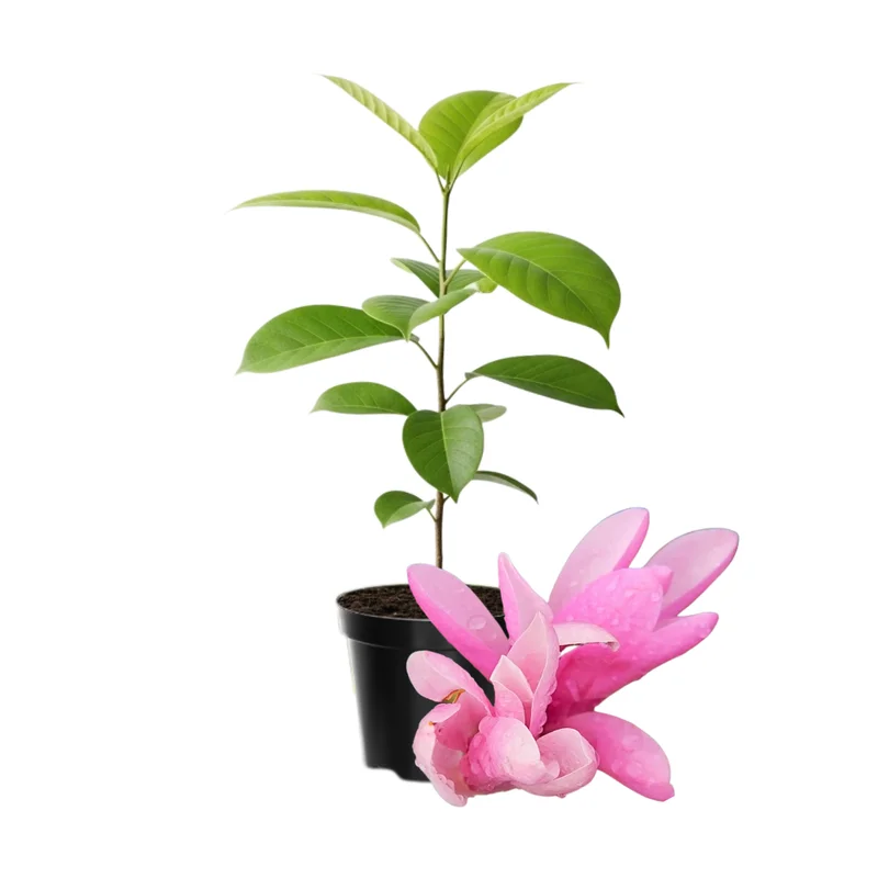Magnolia Tree Live Plant - 4-8 Inches, Fragrant Blooms, Perennial Flowers Ready to Grow