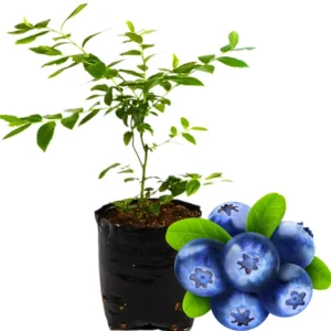 High Yield Blueberry Plant Live - Southern Highbush Blueberry Bushes 4-7 inch