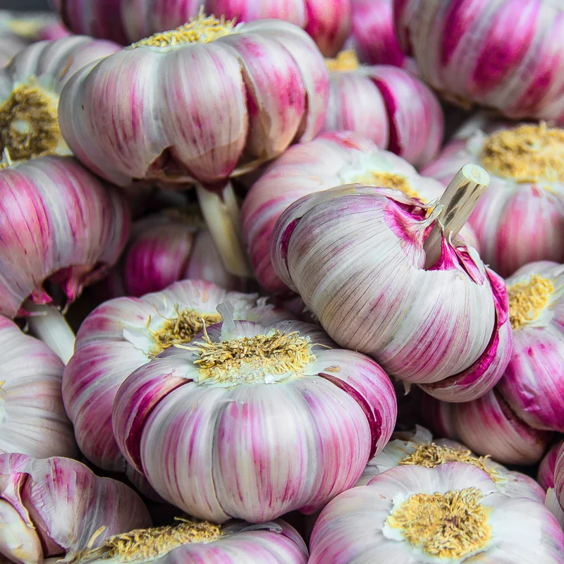 1 Pound Hard Neck Garlic for Planting in Fall, Top Size Garlic Bulb for Planting, Fresh and High Yield, Cold Hardy, Planting Softneck Hardneck