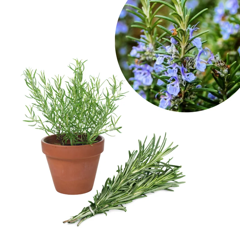 Rosemary Plants Live Set - 4'' Pot Upright Herb - Garden & Container Planting