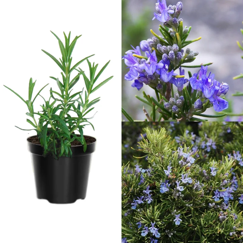 Rosemary Live Plant - Perennial Herb - 6-8 Inches - 2 Plants per Pot