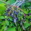 Huckleberry Plant Live Sweet Edible Berries Tree 6-10 Inch Hardy Fruit Bushes Garden