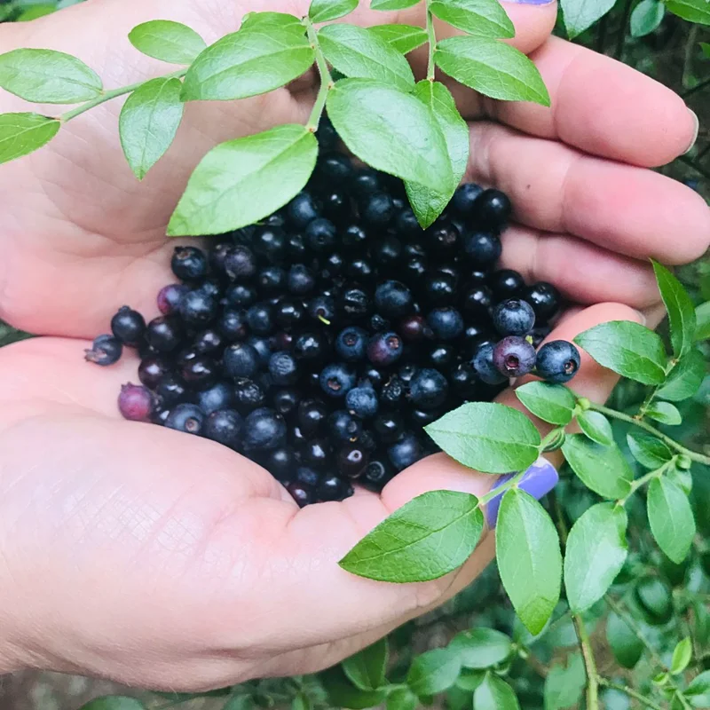 Huckleberry Bush Plant 6-12 Inches - Sweet Berry Tree Dormant