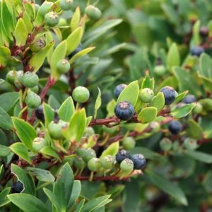Huckleberry Bush Plant 6-12 Inches - Sweet Berry Tree Dormant
