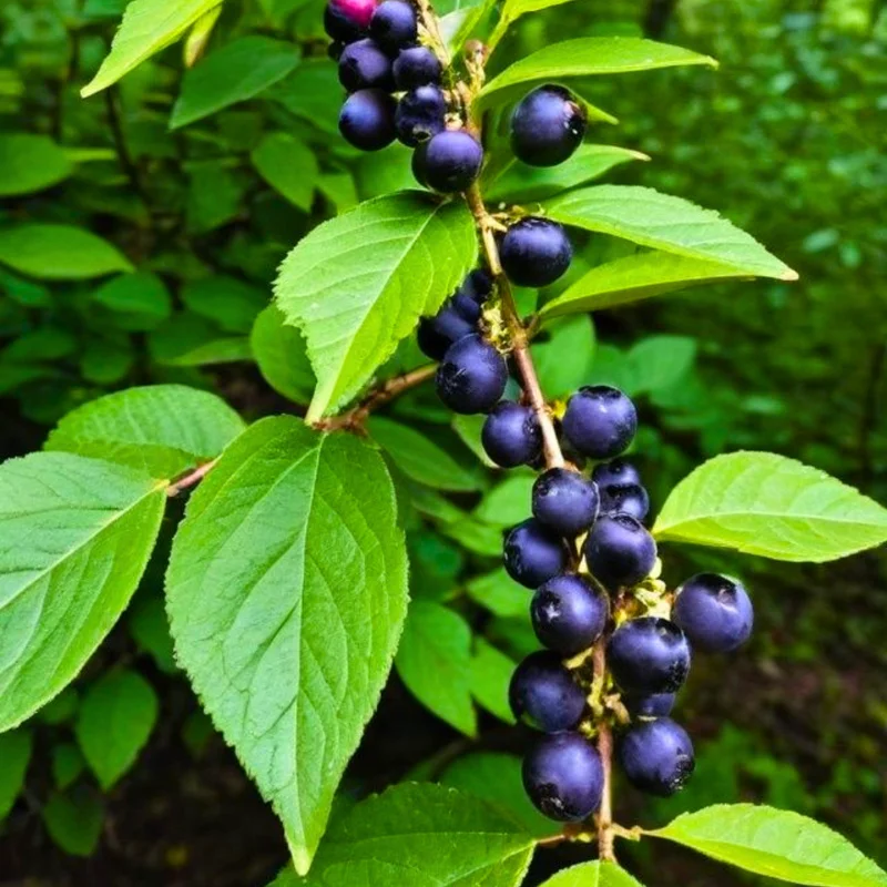 Huckleberry Bush Plant 6-12 Inches - Sweet Berry Tree Dormant