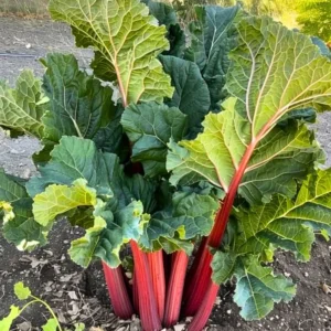 Rhubarb Plants Perennial Vegetable, Well Rooted 4-6 Inch, Crisp Red Stalks