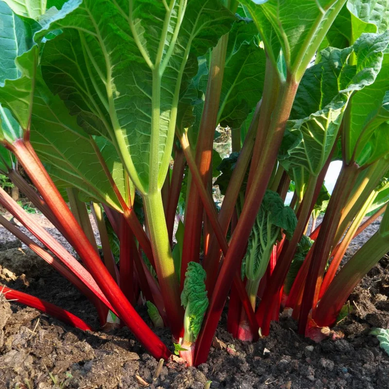 Rhubarb Plants Perennial Vegetable, Well Rooted 4-6 Inch, Crisp Red Stalks
