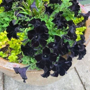 Black Petunia Plants - 2 Pots of Vibrant Black Flowers, 3-5 Inches