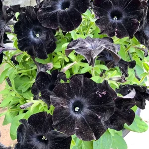 Black Petunia Plants - 2 Pots of Vibrant Black Flowers, 3-5 Inches