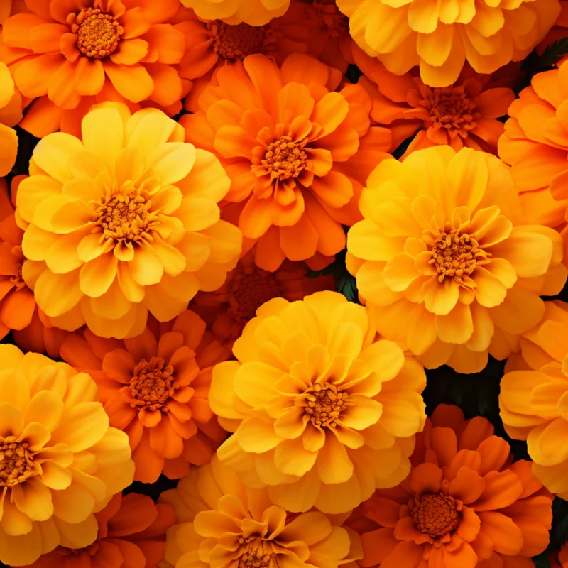 Marigold Flower Plant Mix - Vibrant Orange Yellow, 3-5 Inches, Well Rooted