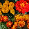 Marigold Flower Plant Mix - Vibrant Orange Yellow, 3-5 Inches, Well Rooted