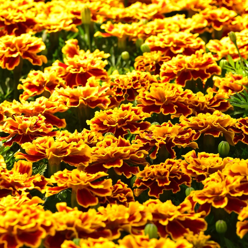 French Marigold Plants Pack of 6 - Assorted Colors - Easy to Grow Flowering Marigolds