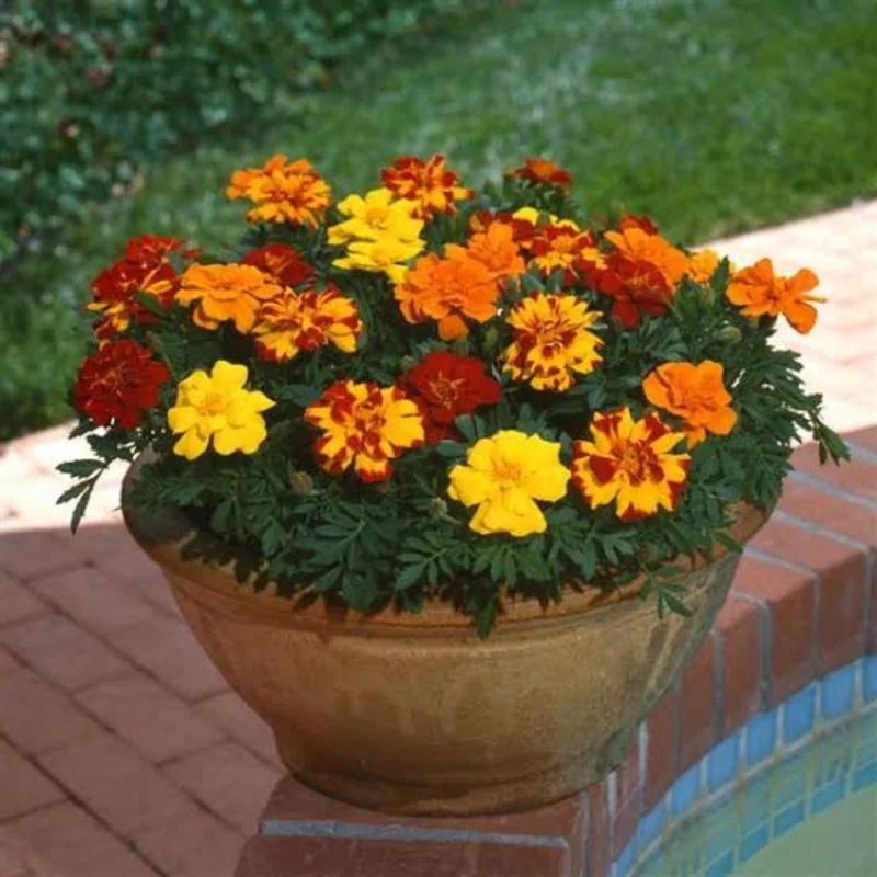 French Marigold Plants Pack of 6 - Assorted Colors - Easy to Grow Flowering Marigolds