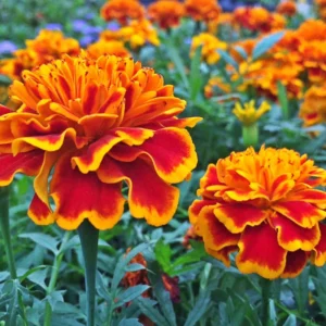 French Marigold Plants Pack of 6 - Assorted Colors - Easy to Grow Flowering Marigolds