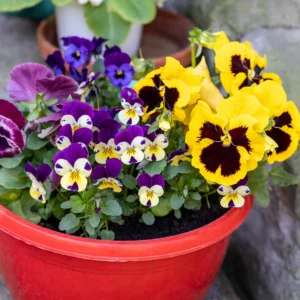 Mix Pansy Plants Set of 3, Cool-Season Annuals, 3-5 Inches, Assorted Colors, Live Plants