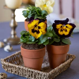 Mix Pansy Plants 4 Inch Pot Set - Hardy Cool-Season Annual Blooms Outdoor Garden