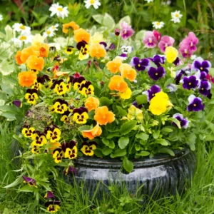Mix Pansy Plants 4 Inch Pot Set - Hardy Cool-Season Annual Blooms Outdoor Garden