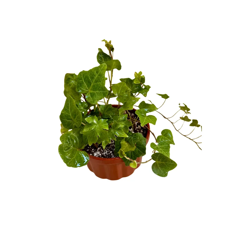 Live Ivy Plant 4'' Pot - Hardy Vine for Trellis Ground Cover Indoor Houseplant