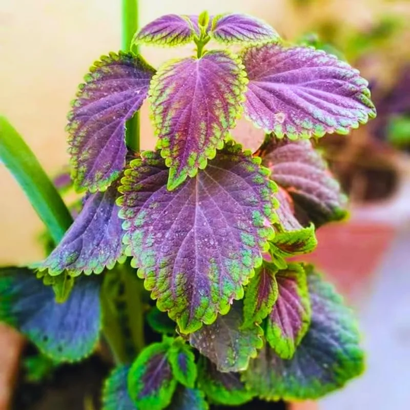 Live Ivy Plant 4'' Pot - Hardy Vine for Trellis Ground Cover Indoor Houseplant